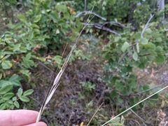 Hesperostipa curtiseta