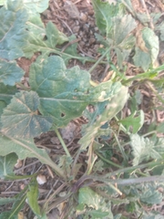 Diplotaxis erucoides