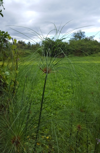 Cyperus papyrus image