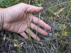 Hesperostipa curtiseta
