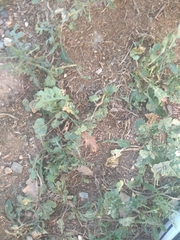 Diplotaxis erucoides