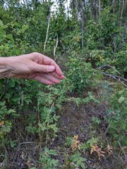 Hesperostipa curtiseta