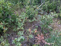 Hesperostipa curtiseta