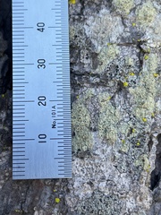 Lecanora confusa