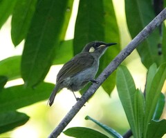 Microptilotis imitatrix