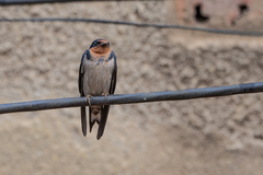 Hirundo angolensis