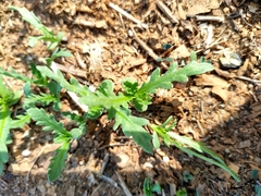 Grangea maderaspatana