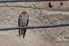 Hirundo angolensis
