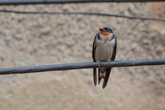 Hirundo angolensis