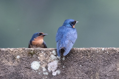 Hirundo angolensis