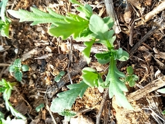 Grangea maderaspatana