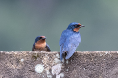 Hirundo angolensis
