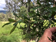 Alectryon diversifolius