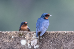 Hirundo angolensis