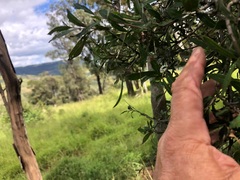 Alectryon diversifolius