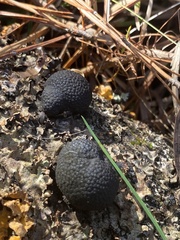 Hypoxylaceae