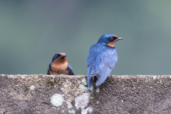 Hirundo angolensis