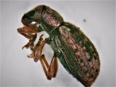 Chiloneus ionicus