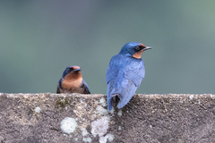 Hirundo angolensis