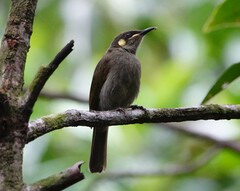 Microptilotis imitatrix