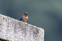 Hirundo angolensis