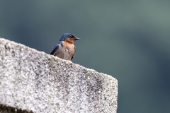 Hirundo angolensis