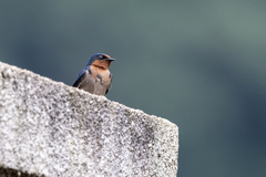Hirundo angolensis
