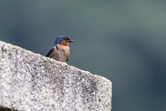 Hirundo angolensis