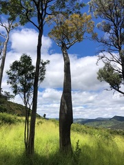 Brachychiton rupestris