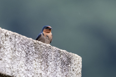 Hirundo angolensis