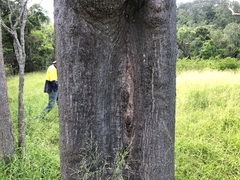 Brachychiton rupestris