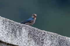Hirundo angolensis