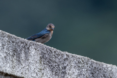 Hirundo angolensis