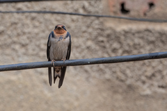 Hirundo angolensis
