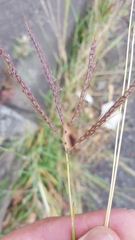 Dichanthium annulatum