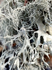Usnea subfloridana
