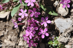 Saponaria ocymoides