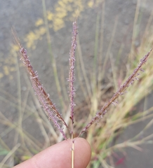 Dichanthium annulatum