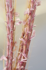 Dichanthium annulatum