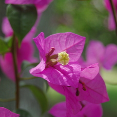 Bougainvillea glabra