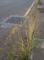 Dichanthium annulatum