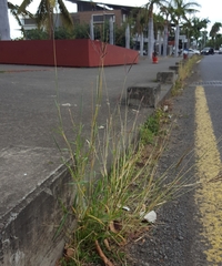 Dichanthium annulatum