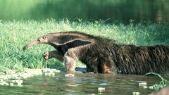 Myrmecophaga tridactyla
