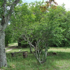 Bougainvillea glabra