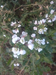 Diplotaxis erucoides