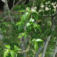 Bougainvillea glabra