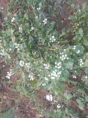 Diplotaxis erucoides