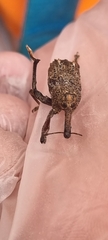 Orthorhinus