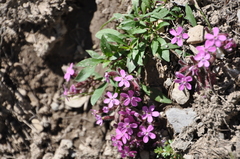 Saponaria ocymoides