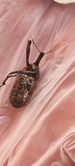 Orthorhinus